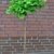 Fächerblattbaum Stämmchen Ginkgo biloba Mariken 80 cm Stammhöhe im 5 Liter Pflanzcontainer -
