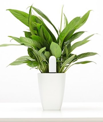 Flower Care - Smart Pflanzenmonitor. Echtzeit Sensoren für Bodenfruchtbarkeit, -feuchtigkeitsgrad, Licht und Temperatur. iOS und Android App. - 