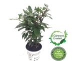 Frischer Lorbeer,Lorbeer, gewürzloorbeer, Laurus nobilis, im 15cm Topf -