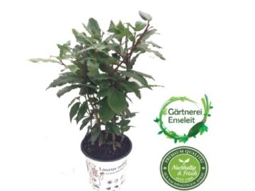 Frischer Lorbeer,Lorbeer, gewürzloorbeer, Laurus nobilis, im 15cm Topf -