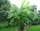 Frostharte Banane Musa basjoo grün 40-60 cm. Enormer Wuchs innerhalb weniger Jahre bis auf 3 Meter Höhe -