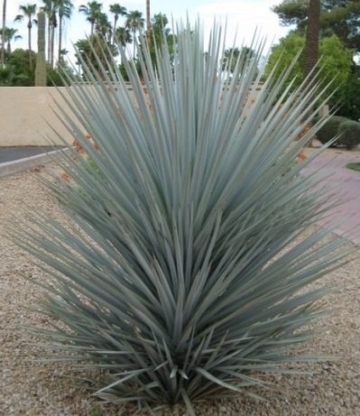 Frostharte Blaukronige Kugelyucca 90-100cm Yucca rigida Winterharte Yuccapalme - 