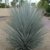 Frostharte Blaukronige Kugelyucca 90-100cm Yucca rigida Winterharte Yuccapalme - 