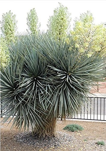 Frostharte Blaukronige Kugelyucca 90-100cm Yucca rigida Winterharte Yuccapalme -