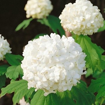 Gefüllter Schneeball weiß blühend, 1 Strauch - 