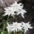 Geschenk-Anzuchtset Alpenedelweiss - 