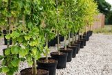 Ginkgo biloba Kräftiger Jungbaum ca.4 Jahre alt -