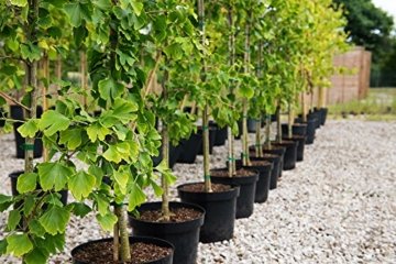 Ginkgo biloba Kräftiger Jungbaum ca.4 Jahre alt -
