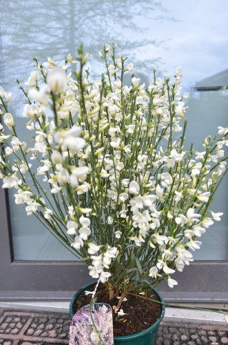 Ginster cremeweiß Cytisus praecox Albus 40 - 60 cm hoch im 3 Liter Pflanzcontainer -