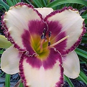 Hemerocallis Taglilie Alaqua - 1 pflanze -