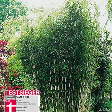 Horstbildender Bambus 