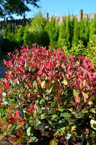 immergrüne Zwerg - Glanzmispel Photinia fraseri Little Red Robin 40 - 60 cm hoch im 3 Liter Pflanzcontainer - 