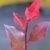 immergrüne Zwerg - Glanzmispel Photinia fraseri Little Red Robin 40 - 60 cm hoch im 3 Liter Pflanzcontainer - 