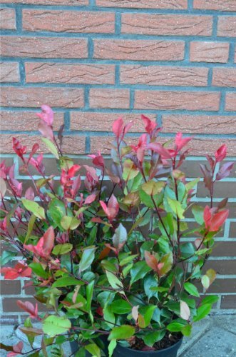 immergrüne Zwerg - Glanzmispel Photinia fraseri Little Red Robin 40 - 60 cm hoch im 3 Liter Pflanzcontainer -
