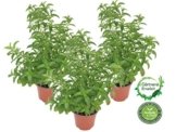 Japanische Heilminze Mentha arvensis x spicata Japanische Heilminze Mentha arvensis x spicata -