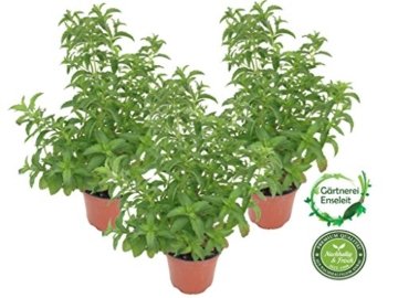 Japanische Heilminze Mentha arvensis x spicata Japanische Heilminze Mentha arvensis x spicata -
