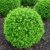 japanische Hülse Ilex crenata Twiggy Kugel 35 - 40 cm mit Ballen -
