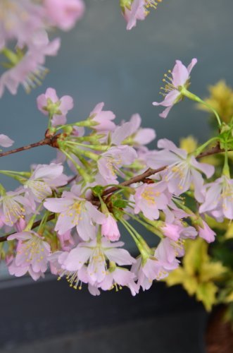 Japanische Zierkirsche Prunus kurilensis Ruby 60 - 80 cm hoch im 5 Liter Pflanzcontainer - 