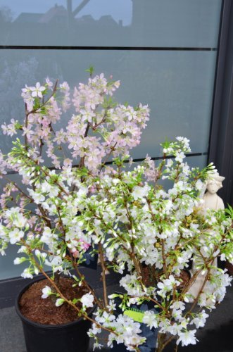 Japanische Zierkirsche Prunus kurilensis Ruby 60 - 80 cm hoch im 5 Liter Pflanzcontainer - 