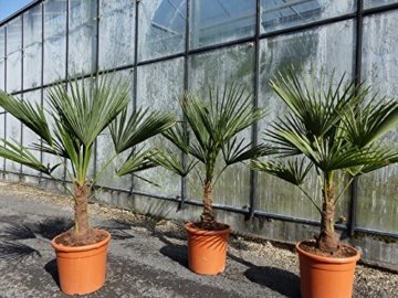 L Trachycarpus fortunei 100 - 120 cm, Hanfpalme, winterharte Palme bis -18°C - 