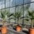 L Trachycarpus fortunei 100 - 120 cm, Hanfpalme, winterharte Palme bis -18°C - 