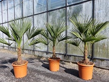 L Trachycarpus fortunei 100 - 120 cm, Hanfpalme, winterharte Palme bis -18°C - 