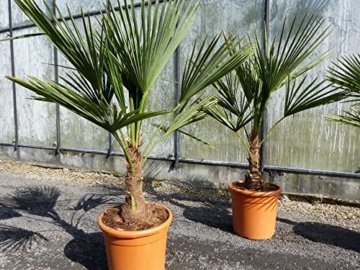 L Trachycarpus fortunei 100 - 120 cm, Hanfpalme, winterharte Palme bis -18°C - 