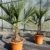 L Trachycarpus fortunei 100 - 120 cm, Hanfpalme, winterharte Palme bis -18°C - 