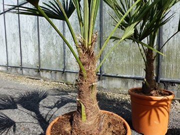 L Trachycarpus fortunei 100 - 120 cm, Hanfpalme, winterharte Palme bis -18°C - 