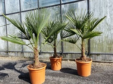 L Trachycarpus fortunei 100 - 120 cm, Hanfpalme, winterharte Palme bis -18°C - 