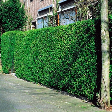 Liguster Hecke - 10 heckenpflanzen -