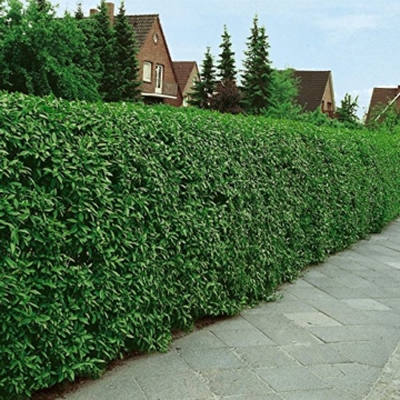 Liguster-Hecke, 10 Pflanzen ca. 50 cm mit festem Wurzelballen/Topf für ca. 2 - 3 Meter Hecke - 