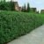 Liguster-Hecke, 10 Pflanzen ca. 50 cm mit festem Wurzelballen/Topf für ca. 2 - 3 Meter Hecke - 