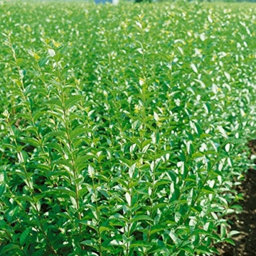 Liguster-Hecke, 10 Pflanzen ca. 50 cm mit festem Wurzelballen/Topf für ca. 2 - 3 Meter Hecke - 