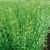 Liguster-Hecke, 10 Pflanzen ca. 50 cm mit festem Wurzelballen/Topf für ca. 2 - 3 Meter Hecke - 