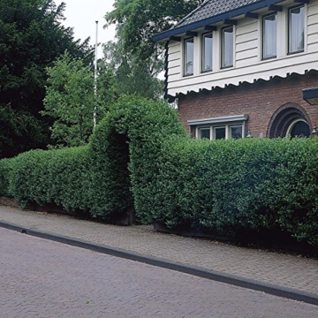Liguster-Hecke, 10 Pflanzen ca. 50 cm mit festem Wurzelballen/Topf für ca. 2 - 3 Meter Hecke -