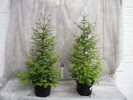 Mammutbaum, Höhe: 100-120 cm, Metasequoia, Pflanze ! -