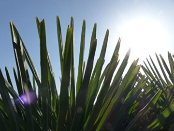 Palme 180 cm XXL Trachycarpus fortunei Hanfpalme, winterhart bis -18°C - 