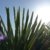 Palme 180 cm XXL Trachycarpus fortunei Hanfpalme, winterhart bis -18°C - 