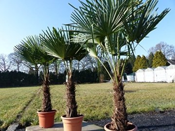 Palme 180 cm XXL Trachycarpus fortunei Hanfpalme, winterhart bis -18°C - 