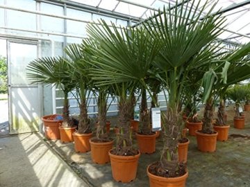 Palme 180 cm XXL Trachycarpus fortunei Hanfpalme, winterhart bis -18°C - 
