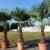 Palme 180 cm XXL Trachycarpus fortunei Hanfpalme, winterhart bis -18°C -