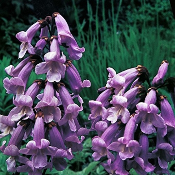 Paulownia tomentosa Blauglockenbaum 70 cm Höhe Enormer Wuchs bis 2 Meter pro Jahr Frosthart mit betörend duftenden Blüten - 