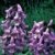 Paulownia tomentosa Blauglockenbaum 70 cm Höhe Enormer Wuchs bis 2 Meter pro Jahr Frosthart mit betörend duftenden Blüten - 