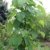 Paulownia tomentosa Blauglockenbaum 70 cm Höhe Enormer Wuchs bis 2 Meter pro Jahr Frosthart mit betörend duftenden Blüten - 