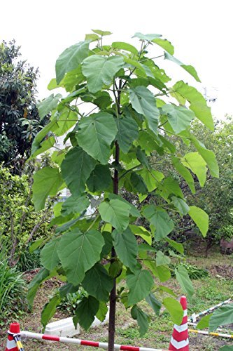 Paulownia tomentosa Blauglockenbaum 70 cm Höhe Enormer Wuchs bis 2 Meter pro Jahr Frosthart mit betörend duftenden Blüten - 