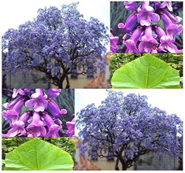Paulownia tomentosa Blauglockenbaum 70 cm Höhe Enormer Wuchs bis 2 Meter pro Jahr Frosthart mit betörend duftenden Blüten -