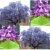 Paulownia tomentosa Blauglockenbaum 70 cm Höhe Enormer Wuchs bis 2 Meter pro Jahr Frosthart mit betörend duftenden Blüten -