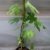 Pfälzer Fruchtfeige, sehr winterharte Feige, Ficus im 2-3 Liter Topf, ca. 60-100 cm - 