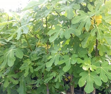Pfälzer Fruchtfeige, sehr winterharte Feige, Ficus im 2-3 Liter Topf, ca. 60-100 cm - 